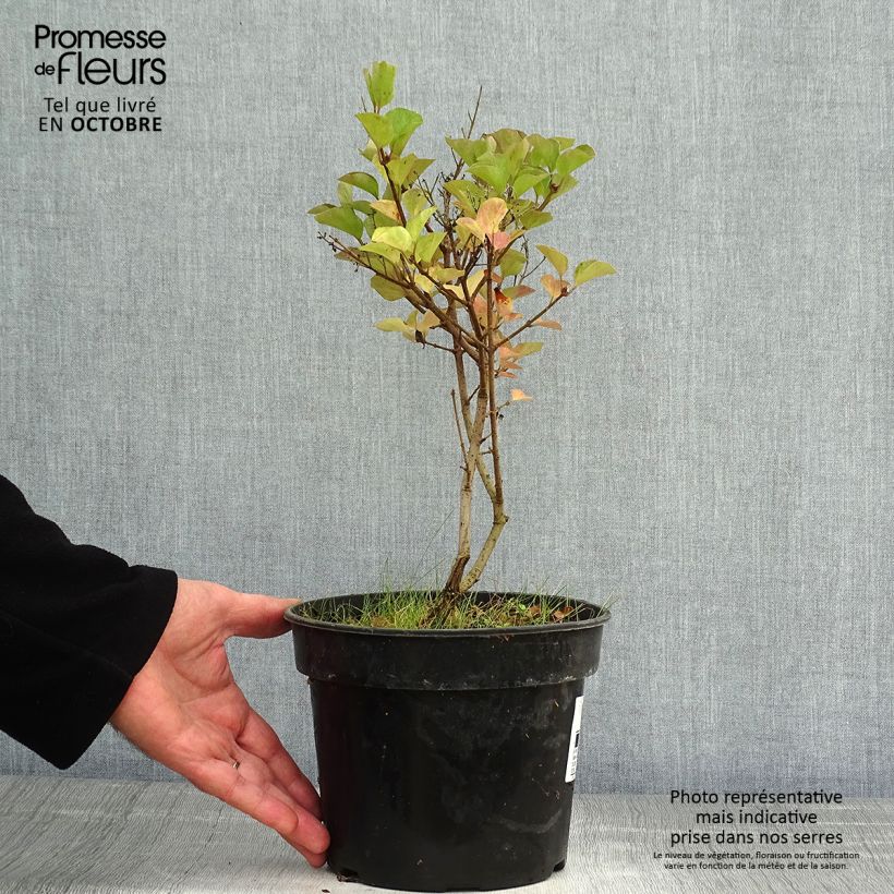 Amostra de Syringa microphylla Red Pixie Vaso de 3 L/4 L tal como entregue no outono