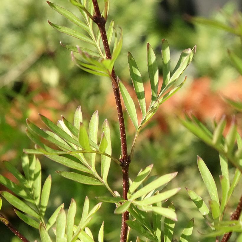 Syringa afghanica - Lilás-da-pérsia (Folhagem)