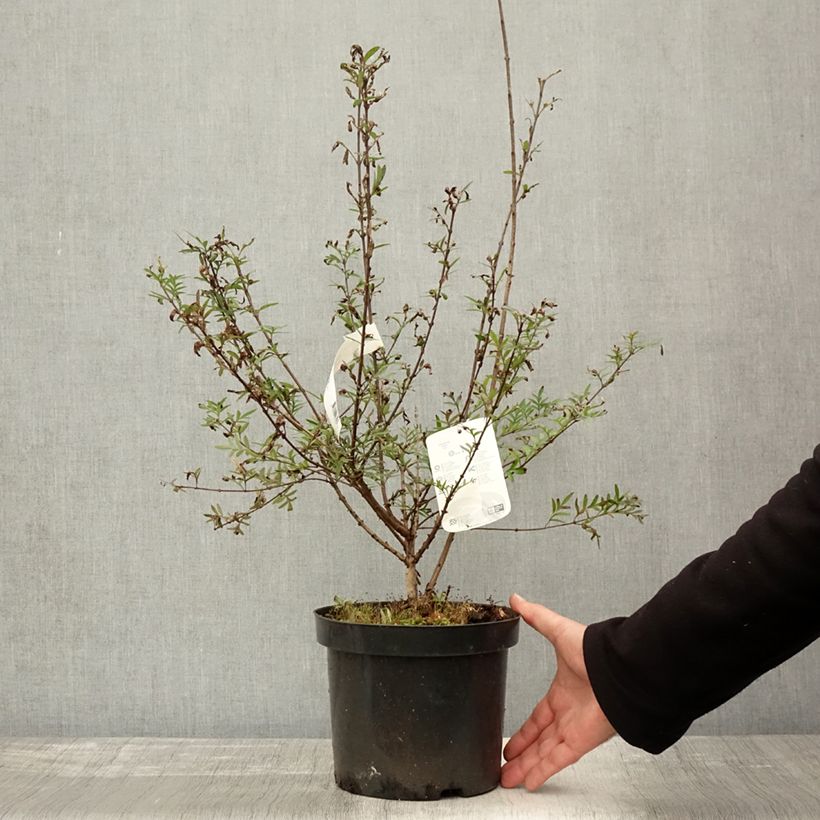Amostra de Syringa afghanica - Lilás-da-pérsia Vaso de 4 L/5 L tal como entregue no outono