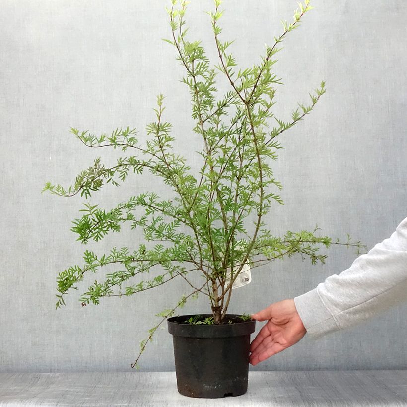 Amostra de Syringa afghanica - Lilás-da-pérsia Vaso de 4 L/5 L tal como entregue no verão