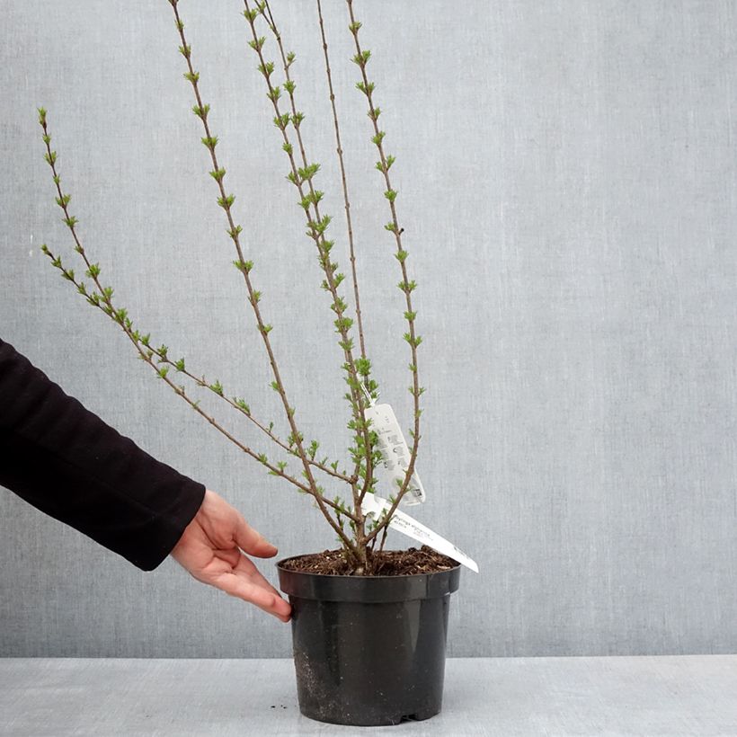 Amostra de Syringa afghanica - Lilás-da-pérsia Vaso de 4 L/5 L tal como entregue na primavera