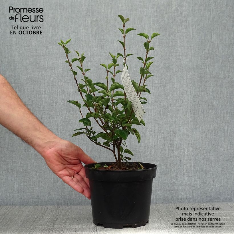 Amostra de Syringa Bloomerang Dark Purple Vaso de 3 L/4 L tal como entregue no outono