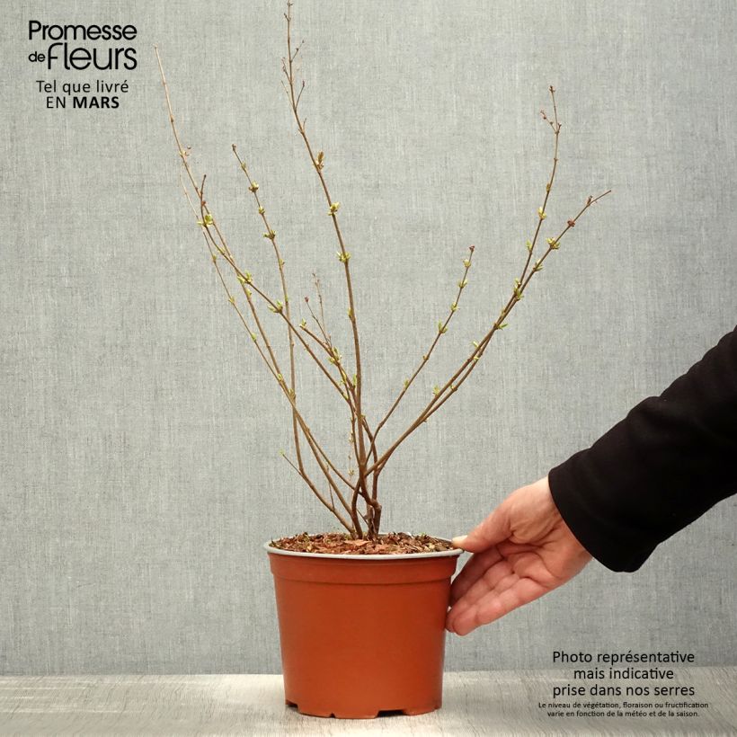 Amostra de Syringa Bloomerang Pink Perfume Vaso de 2 L/3 L tal como entregue na primavera