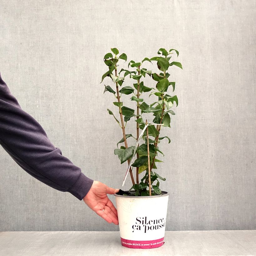 Amostra de Syringa vulgaris Comtesse D'Harcourt Vaso de 4 L/5 L tal como entregue no outono
