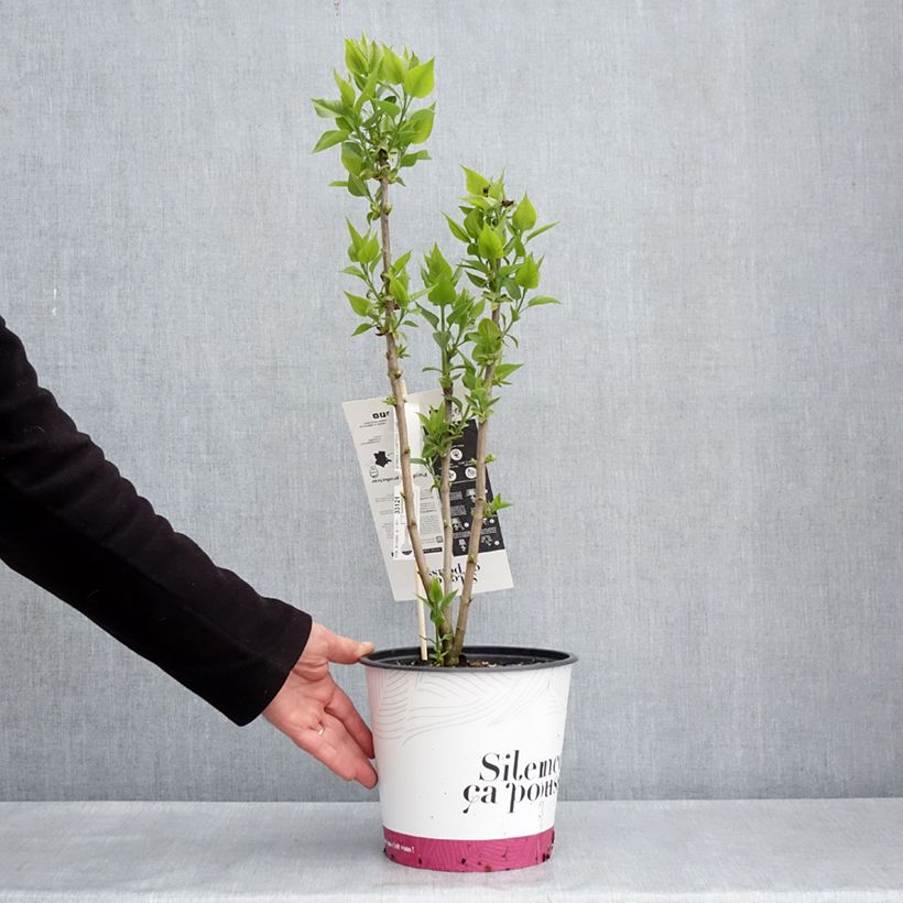 Amostra de Syringa vulgaris Comtesse D'Harcourt Vaso de 4 L/5 L tal como entregue na primavera