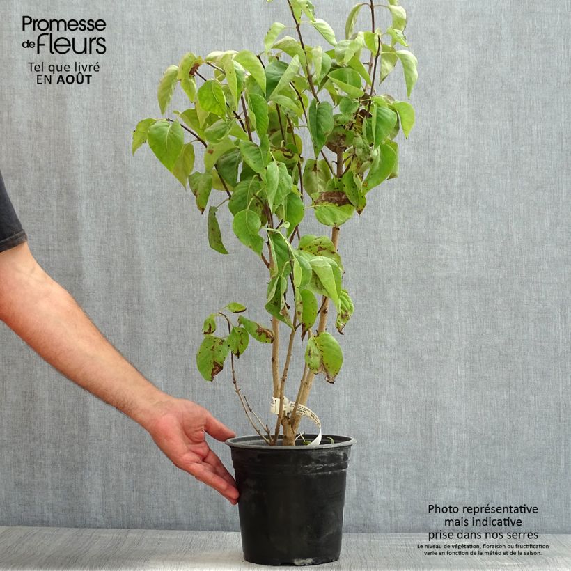 Amostra de Syringa vulgaris Kindy Rose Vaso de 4 L/5 L tal como entregue no verão