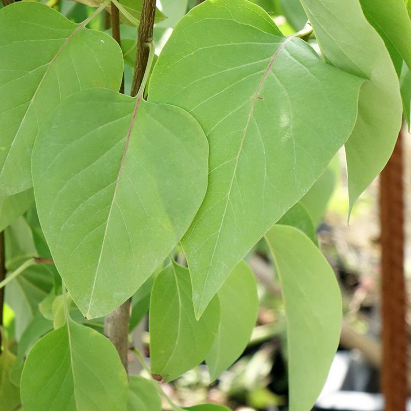 Syringa vulgaris Kindy Rose (Folhagem)