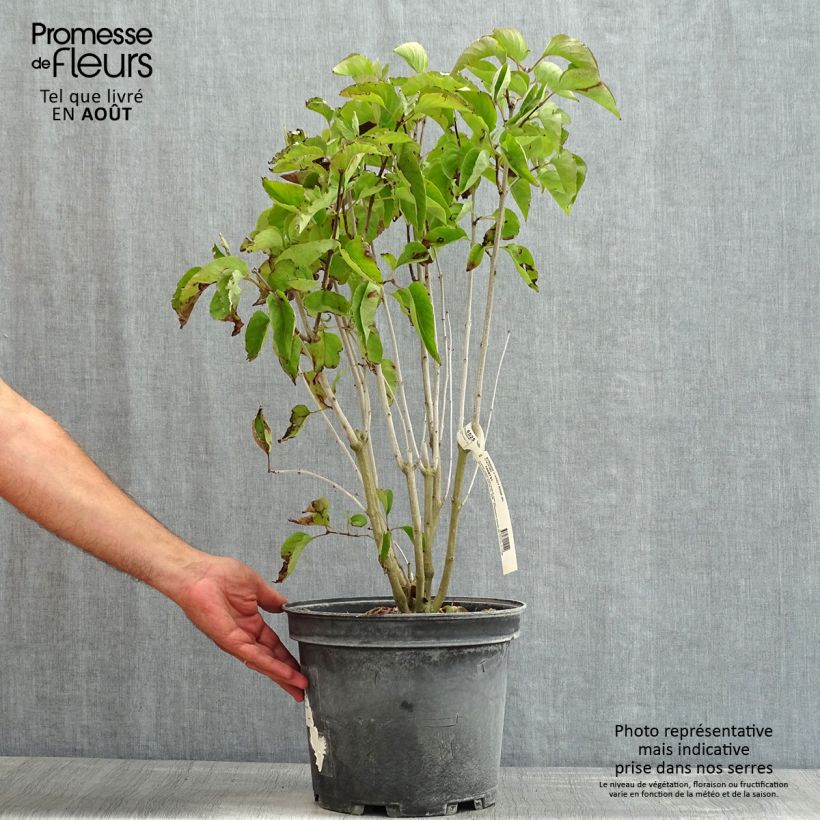 Amostra de Syringa vulgaris Kindy Rose Vaso de 7,5 L/10 L tal como entregue no verão