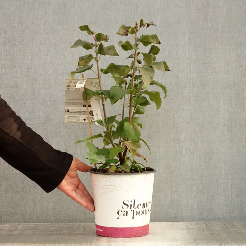 Amostra de Syringa vulgaris Konchalovskii Vaso de 4 L/5 L tal como entregue no outono