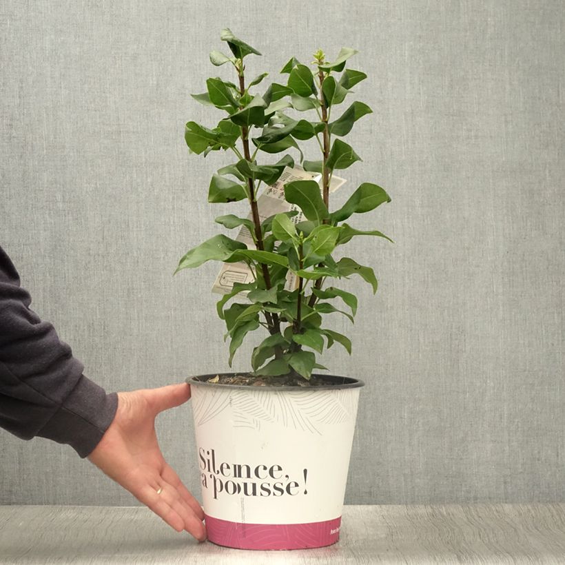Amostra de Syringa vulgaris Konchalovskii Vaso de 4 L/5 L tal como entregue no verão