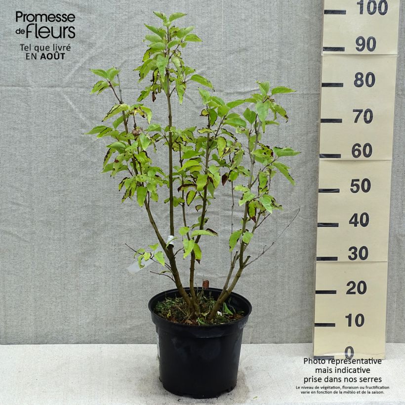 Amostra de Syringa vulgaris Konchalovskii Vaso de 7,5 L/10 L tal como entregue no verão