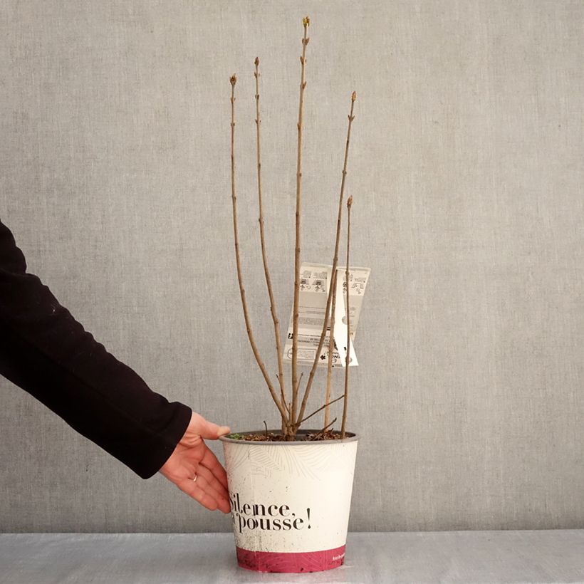 Amostra de Syringa vulgaris Konchalovskii Vaso de 4 L/5 L tal como entregue no inverno