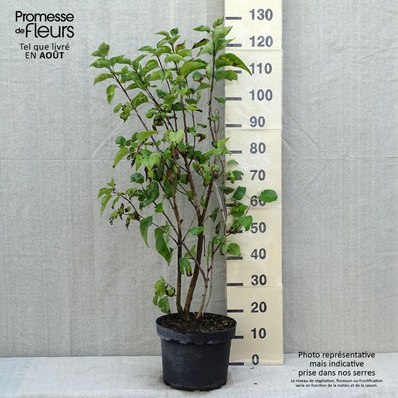 Amostra de Syringa vulgaris Paul Thirion Vaso de 7,5 L/10 L tal como entregue no verão