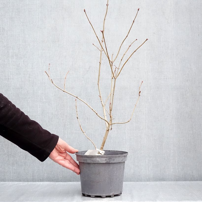 Amostra de Syringa vulgaris Znamya Lenina Vaso de 4 L/5 L tal como entregue no inverno