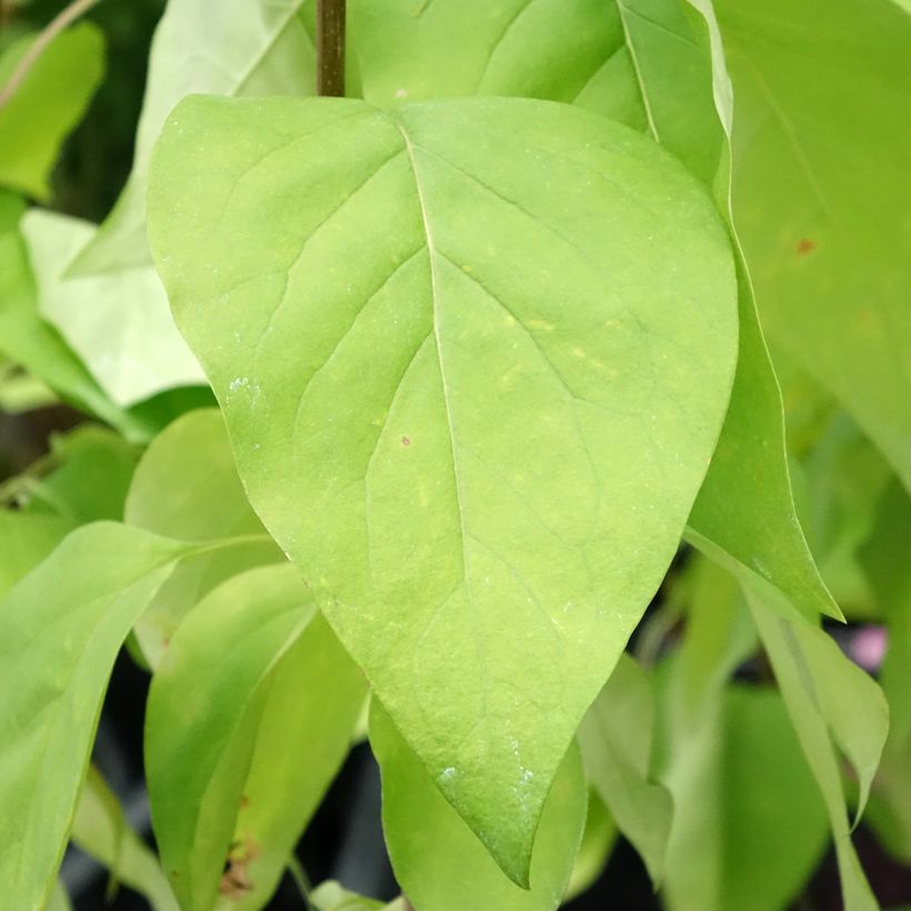 Syringa vulgaris Znamya Lenina (Folhagem)