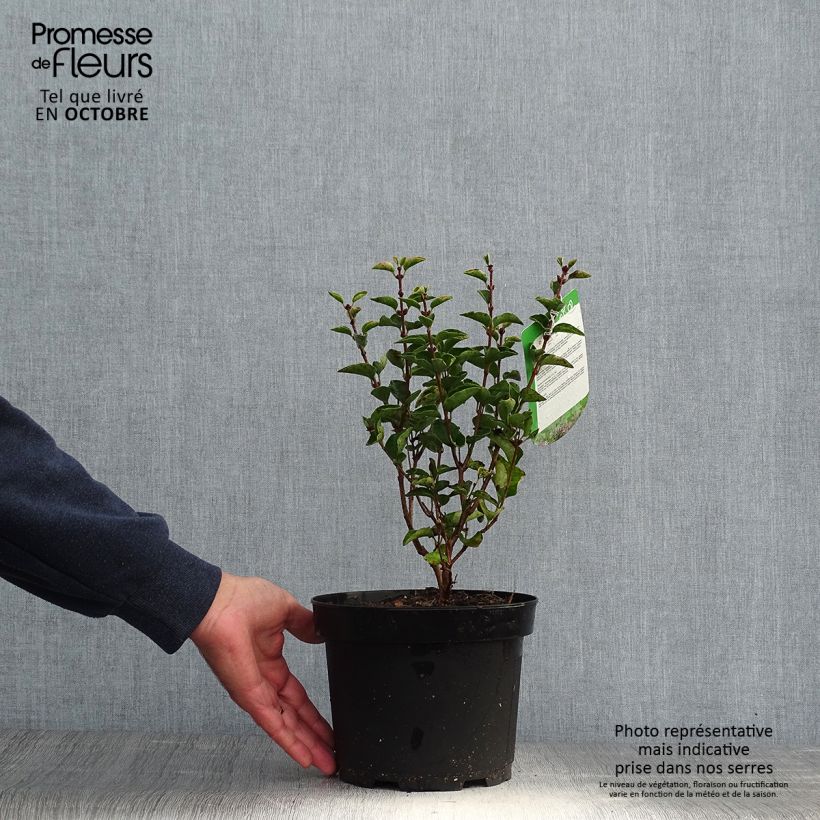 Amostra de Syringa velutina Josée Vaso de 3 L/4 L tal como entregue no outono