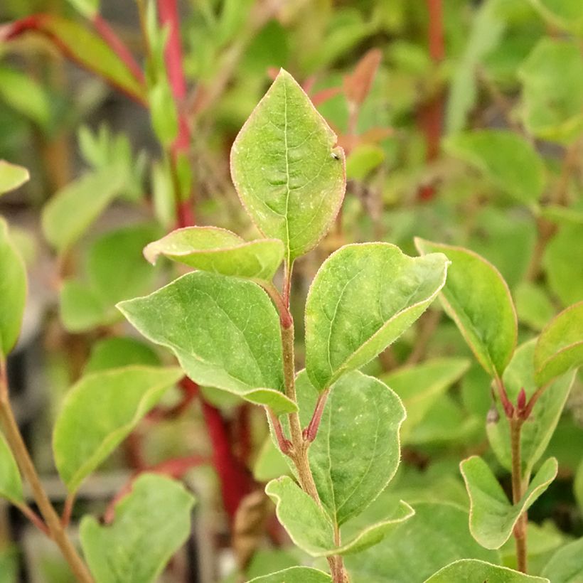 Syringa velutina Josée (Folhagem)