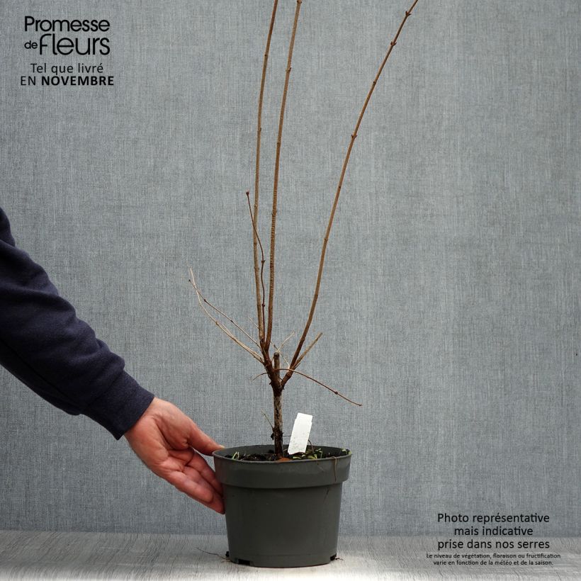 Amostra de Syringa microphylla Superba Vaso de 2 L/3 L tal como entregue no outono