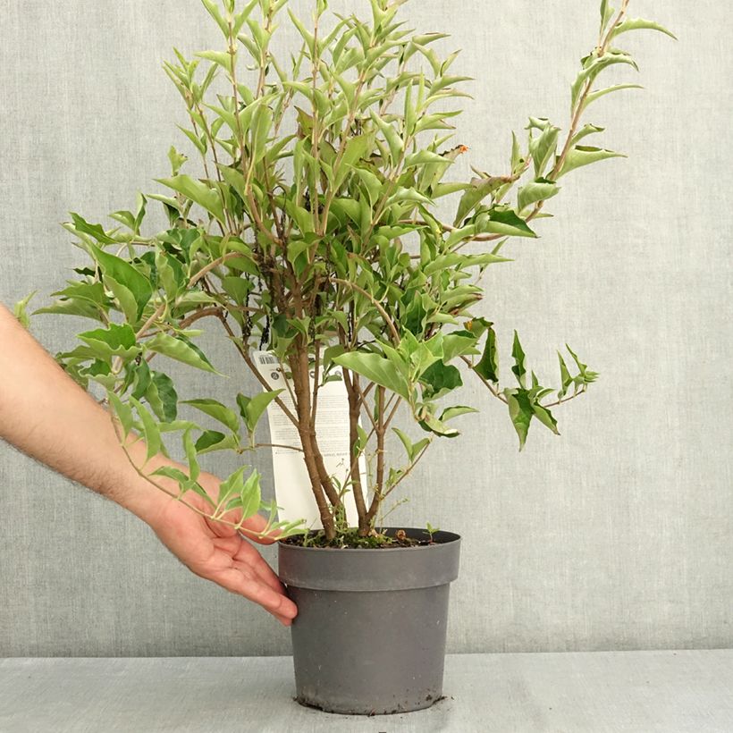 Amostra de Syringa patula Dream Cloud Vaso de 3 L/4 L tal como entregue no verão