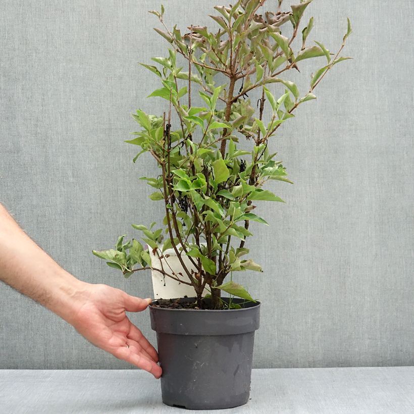Amostra de Syringa patula Violet Uprising Vaso de 3 L/4 L tal como entregue no verão