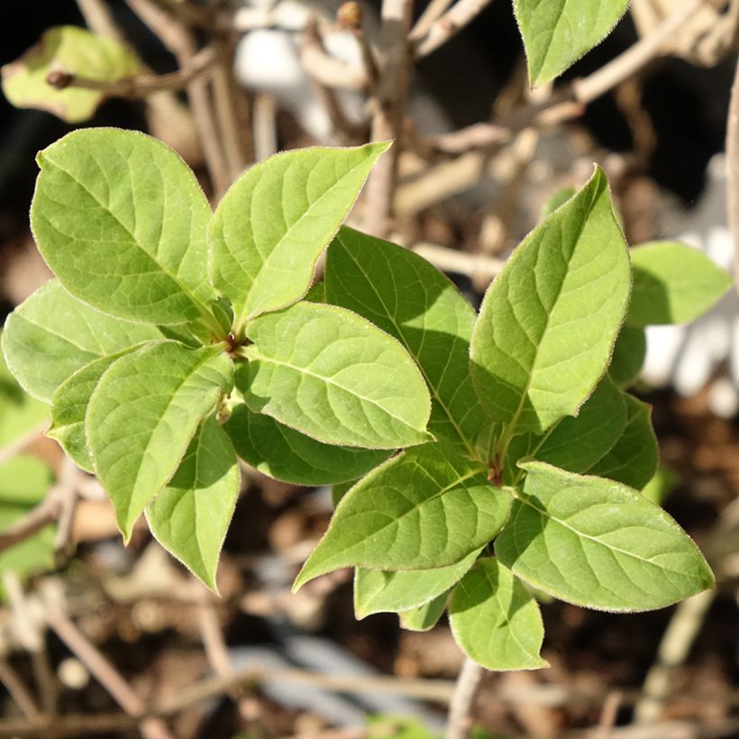 Syringa josikaea - Lilás da Hungria (Folhagem)
