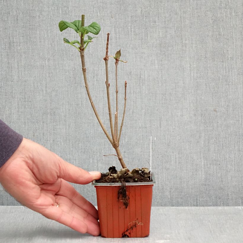 Amostra de Syringa josikaea - Lilás da Hungria Vaso de 8/9 cm tal como entregue no outono