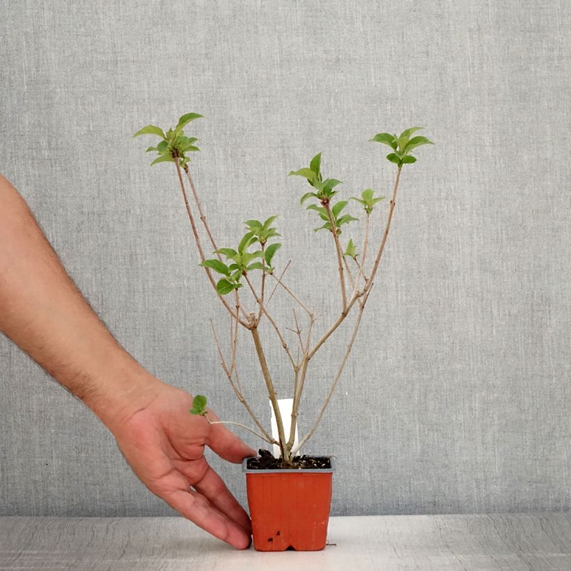 Amostra de Syringa josikaea - Lilás da Hungria Vaso de 8/9 cm tal como entregue no verão
