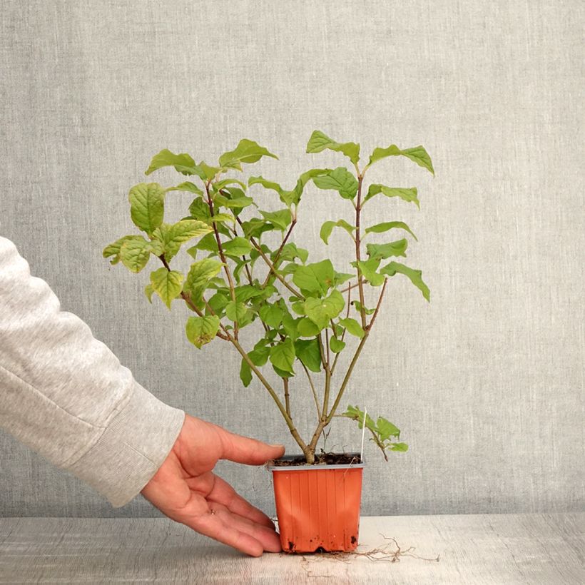 Amostra de Syringa josikaea - Lilás da Hungria Vaso de 8/9 cm tal como entregue na primavera