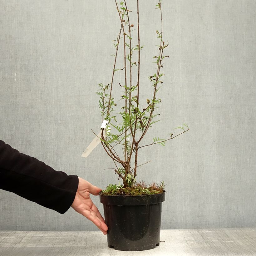 Amostra de Syringa persica var. Laciniata - Lilás-da-pérsia Vaso de 3 L/4 L tal como entregue no outono