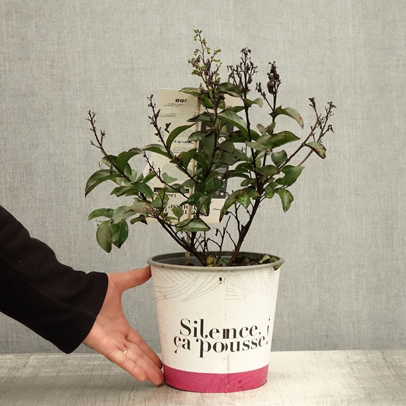Amostra de Lagerstroemia Enduring White - Lilas des Indes Pot de 3L/4L, Touffe tal como entregue no outono