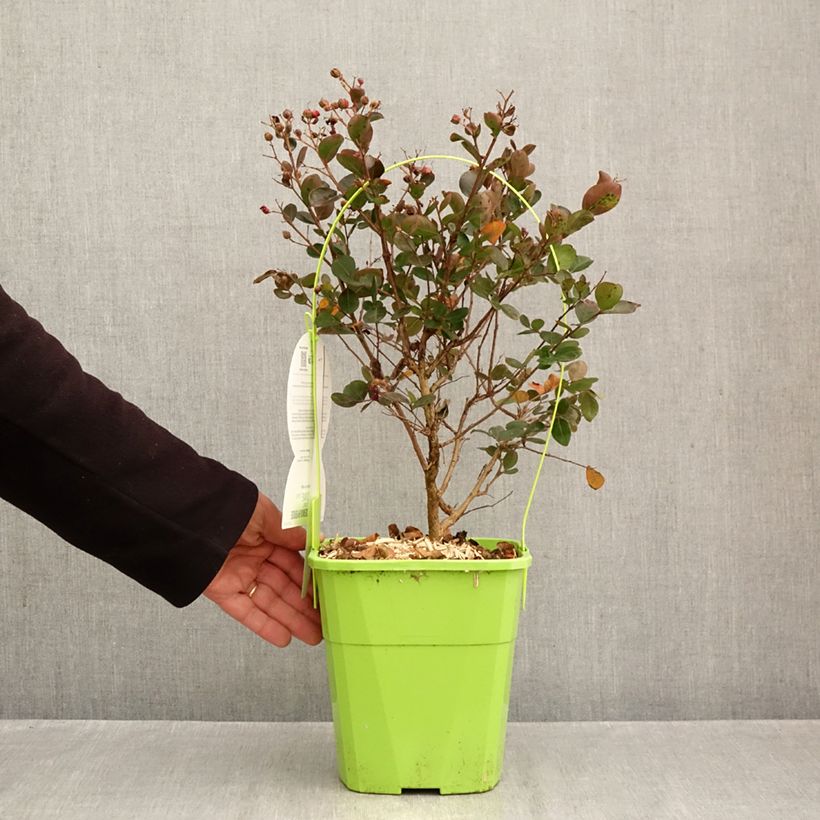 Amostra de Lilas des Indes - Lagerstroemia Gourmet Red red Wine Vaso de 4 L/5 L tal como entregue no outono