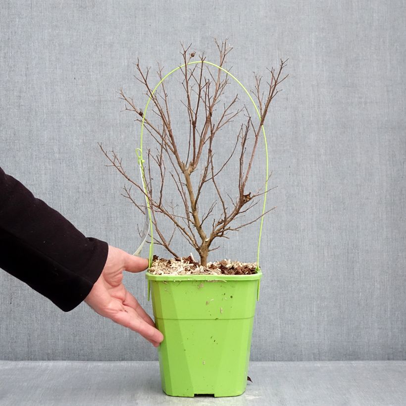 Amostra de Árvore-de-júpiter Gourmet Red Red Wine - Lagerstroemia indica Vaso de 4 L/5 L tal como entregue no inverno