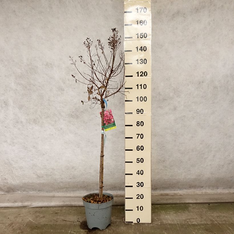 Amostra de Árvore-de-júpiter Berry Dazzle - Lagerstroemia indica Vaso de 7,5 L/10 L tal como entregue no outono