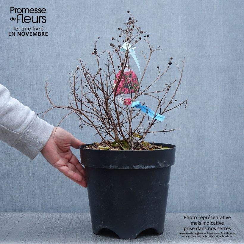 Amostra de Árvore-de-júpiter Berry Dazzle - Lagerstroemia indica Vaso de 7,5 L/10 L tal como entregue no outono
