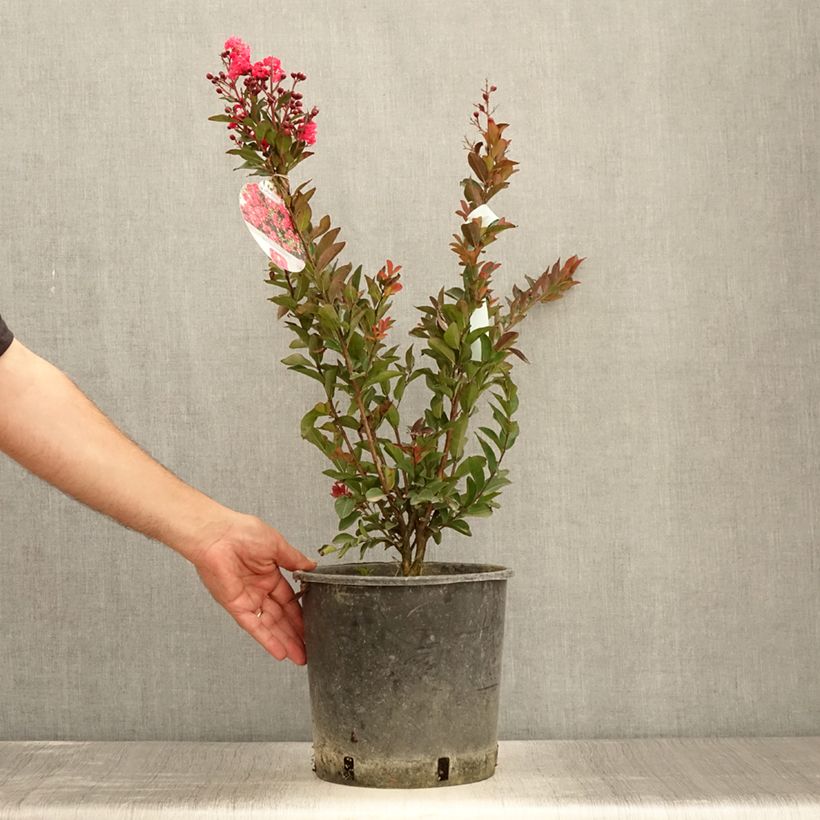 Amostra de Árvore-de-júpiter Berry Dazzle - Lagerstroemia indica Vaso de 7,5 L/10 L tal como entregue no verão