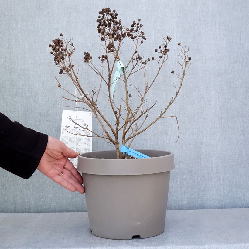 Amostra de Árvore-de-júpiter Berry Dazzle - Lagerstroemia indica Vaso de 7,5 L/10 L tal como entregue na primavera