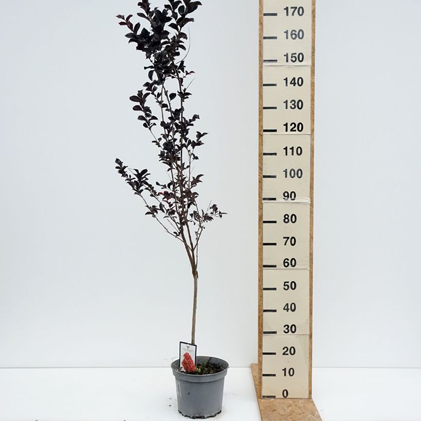 Amostra de Árvore-de-júpiter Black Solitaire Best Red - Lagerstroemia indica Vaso de 7,5 L/10 L tal como entregue no verão
