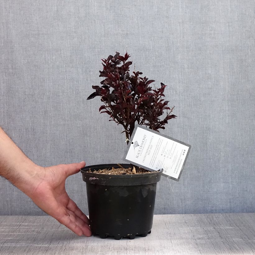 Amostra de Árvore-de-júpiter Black Solitaire Best Red - Lagerstroemia indica Vaso de 3 L/4 L, Arbusto tal como entregue no verão