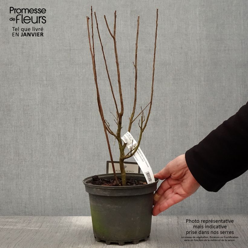 Amostra de Árvore-de-júpiter Black Solitaire Best Red - Lagerstroemia indica Vaso de 3 L/4 L tal como entregue no inverno