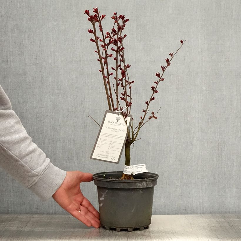 Amostra de Árvore-de-júpiter Black Solitaire Best Red - Lagerstroemia indica Vaso de 3 L/4 L, Arbusto tal como entregue na primavera