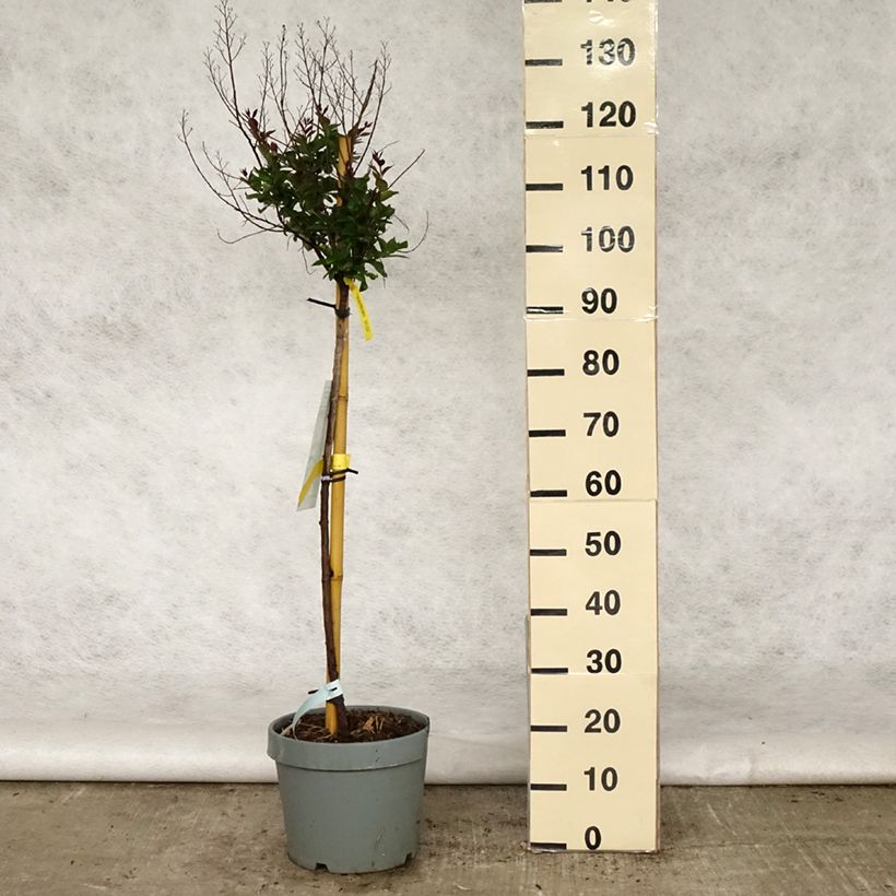 Amostra de Árvore-de-júpiter Double Feature - Lagerstroemia indica Vaso de 7,5 L/10 L tal como entregue na primavera