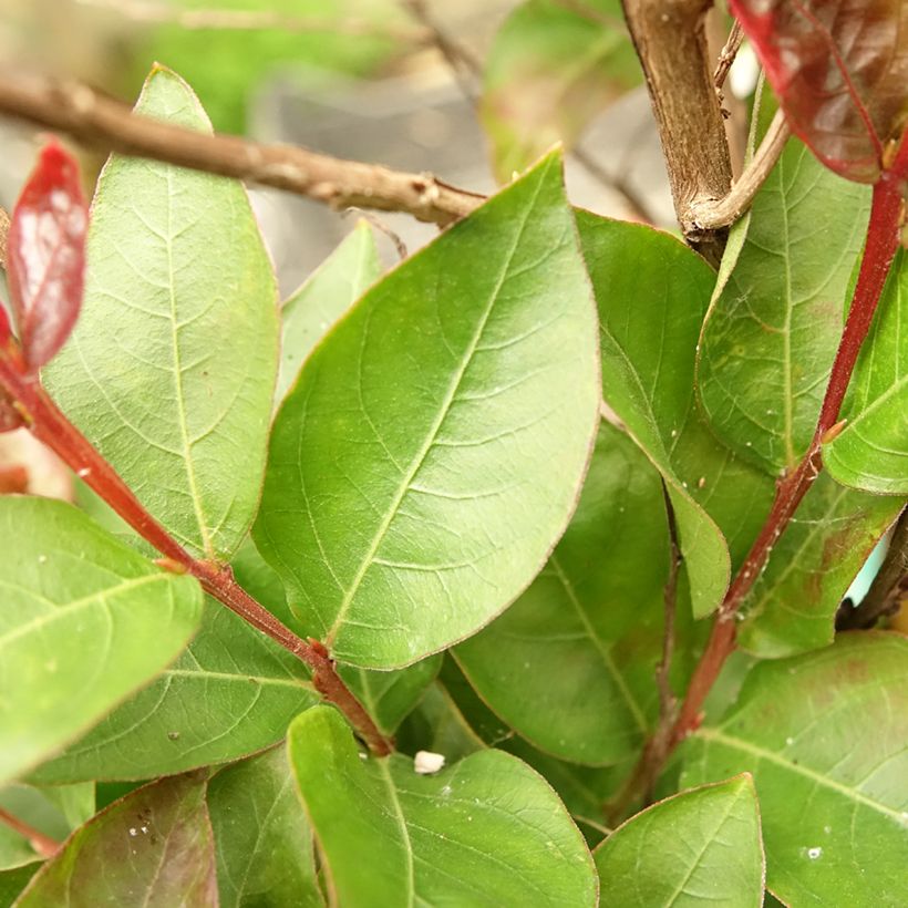 Árvore-de-júpiter Double Feature - Lagerstroemia indica (Folhagem)