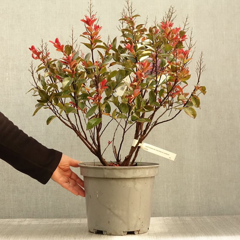 Amostra de Árvore-de-júpiter Enduring Lavender - Lagerstroemia indica Vaso de 7,5 L/10 L tal como entregue no outono