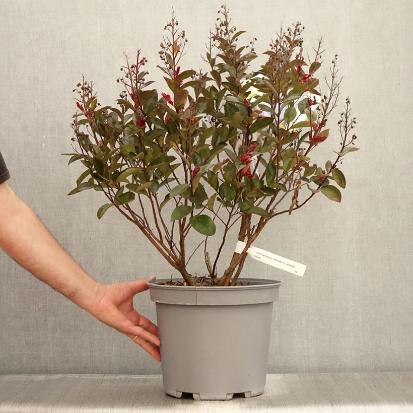 Amostra de Árvore-de-júpiter Enduring Lavender - Lagerstroemia indica Vaso de 7,5 L/10 L tal como entregue no verão