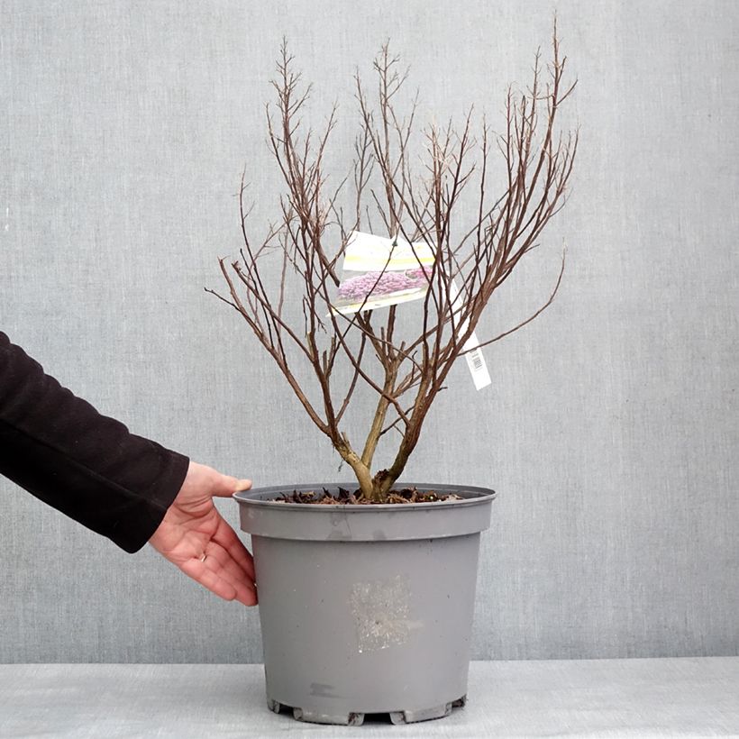 Amostra de Lilas des Indes - Lagerstroemia indica Enduring Lavender Vaso de 7,5 L/10 L tal como entregue no inverno