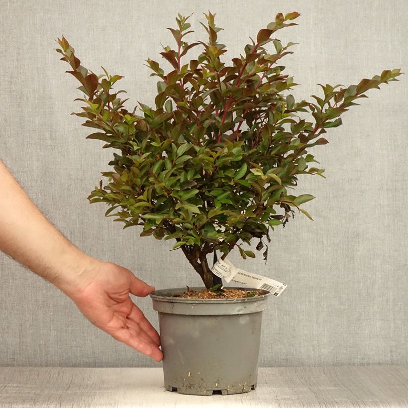 Amostra de Árvore-de-júpiter Enduring Red - Lagerstroemia indica Vaso de 3 L/4 L tal como entregue no verão