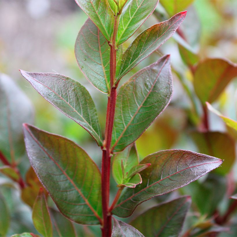 Árvore-de-júpiter Enduring Red - Lagerstroemia indica (Folhagem)