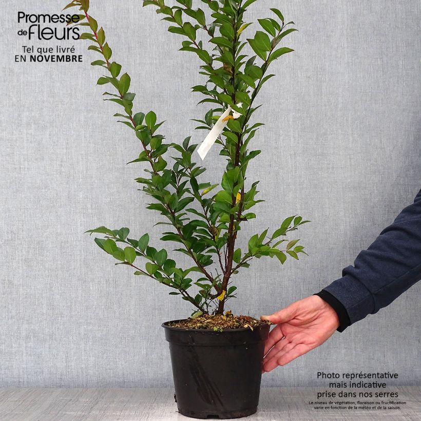 Amostra de Árvore-de-júpiter Enduring Red - Lagerstroemia indica Vaso de 3 L/4 L tal como entregue no outono