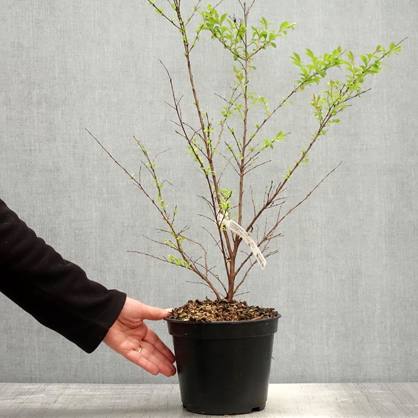 Amostra de Árvore-de-júpiter Enduring Red - Lagerstroemia indica Vaso de 3 L/4 L tal como entregue na primavera