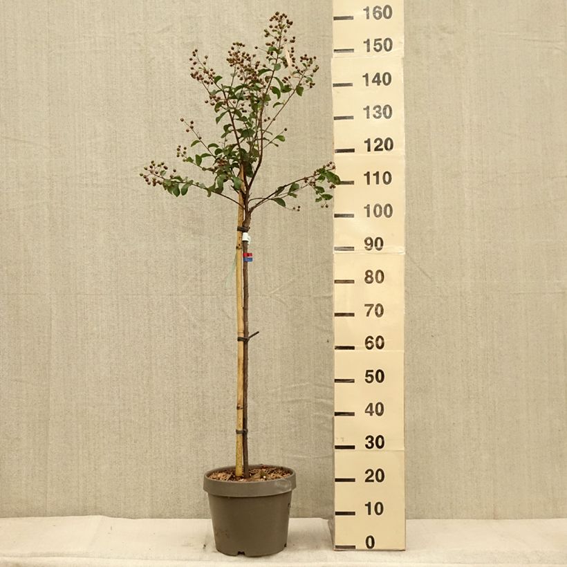 Amostra de Lilas des Indes - Lagerstroemia indica Eveline Pot de 7,5L/10L, Demi-Tige tal como entregue no outono